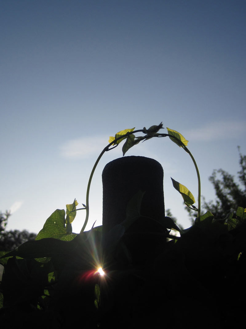 Ein Hauch von Sonne . 2010.07