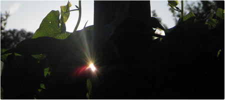 Ein Hauch von Sonne . 2010.07