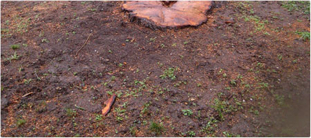 J&auml;hrlicher R&uuml;ckschnitt . 2016.03