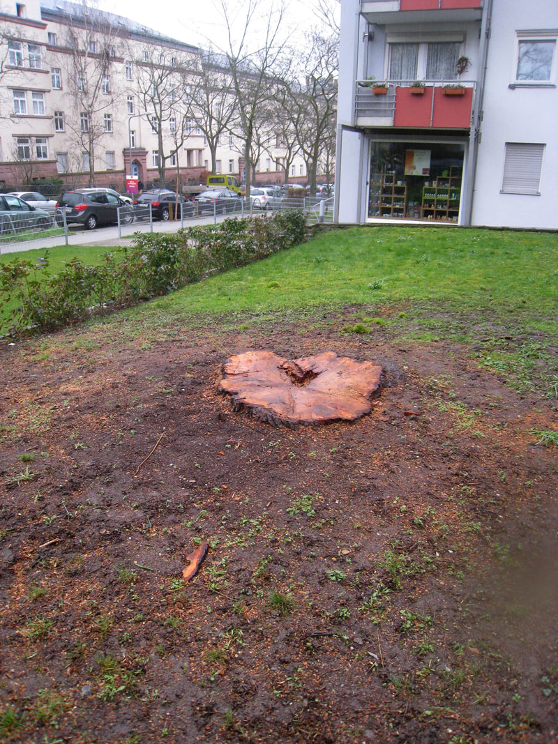 J&auml;hrlicher R&uuml;ckschnitt . 2016.03